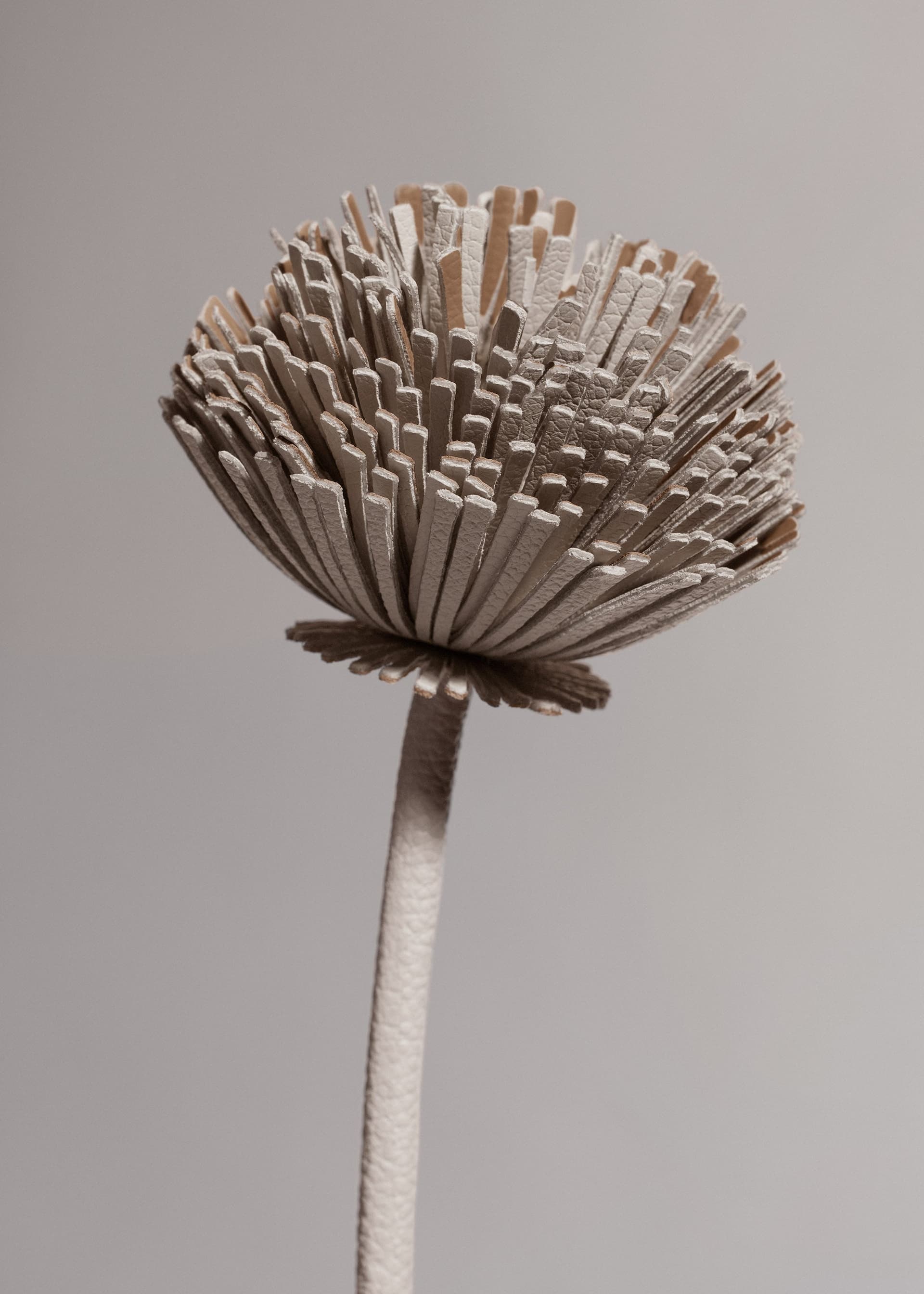 Fleur Tul - Craie - Photo 2