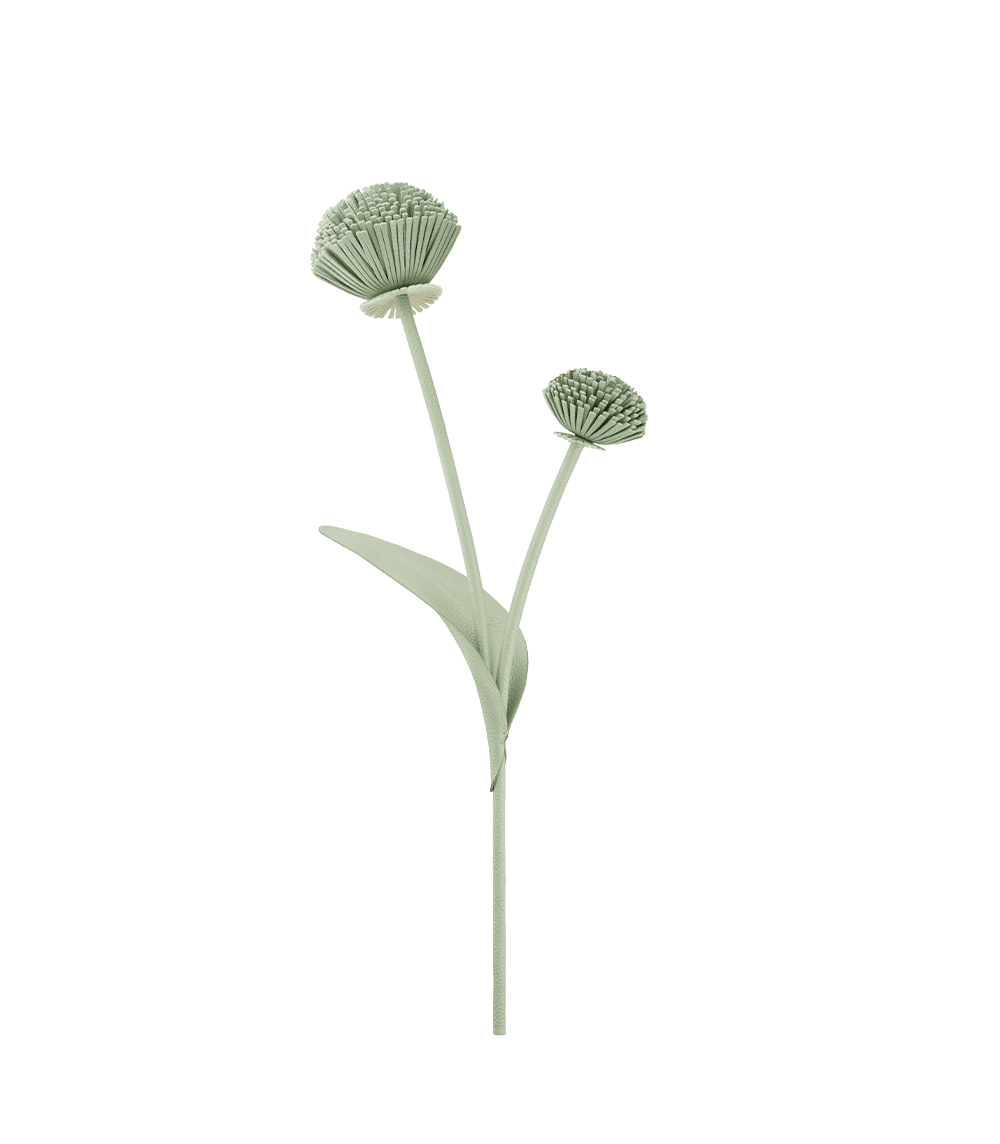 Fleur Tul - Amande Fraîche